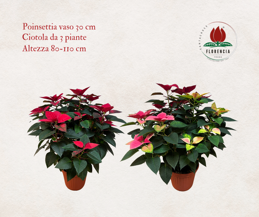 Poinsettia - Stella di Natale ⌀ 30 cm