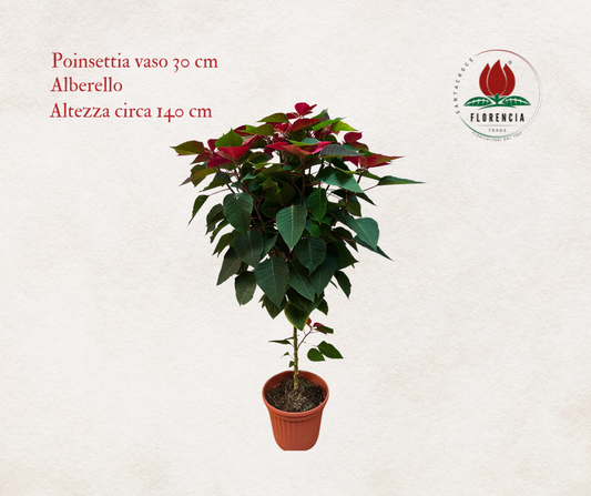 Poinsettia - Stella di Natale ⌀ 30 cm