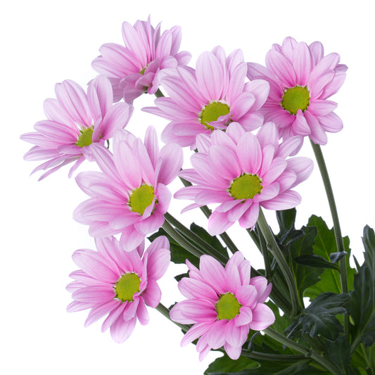 Chrysanthemum Chelo