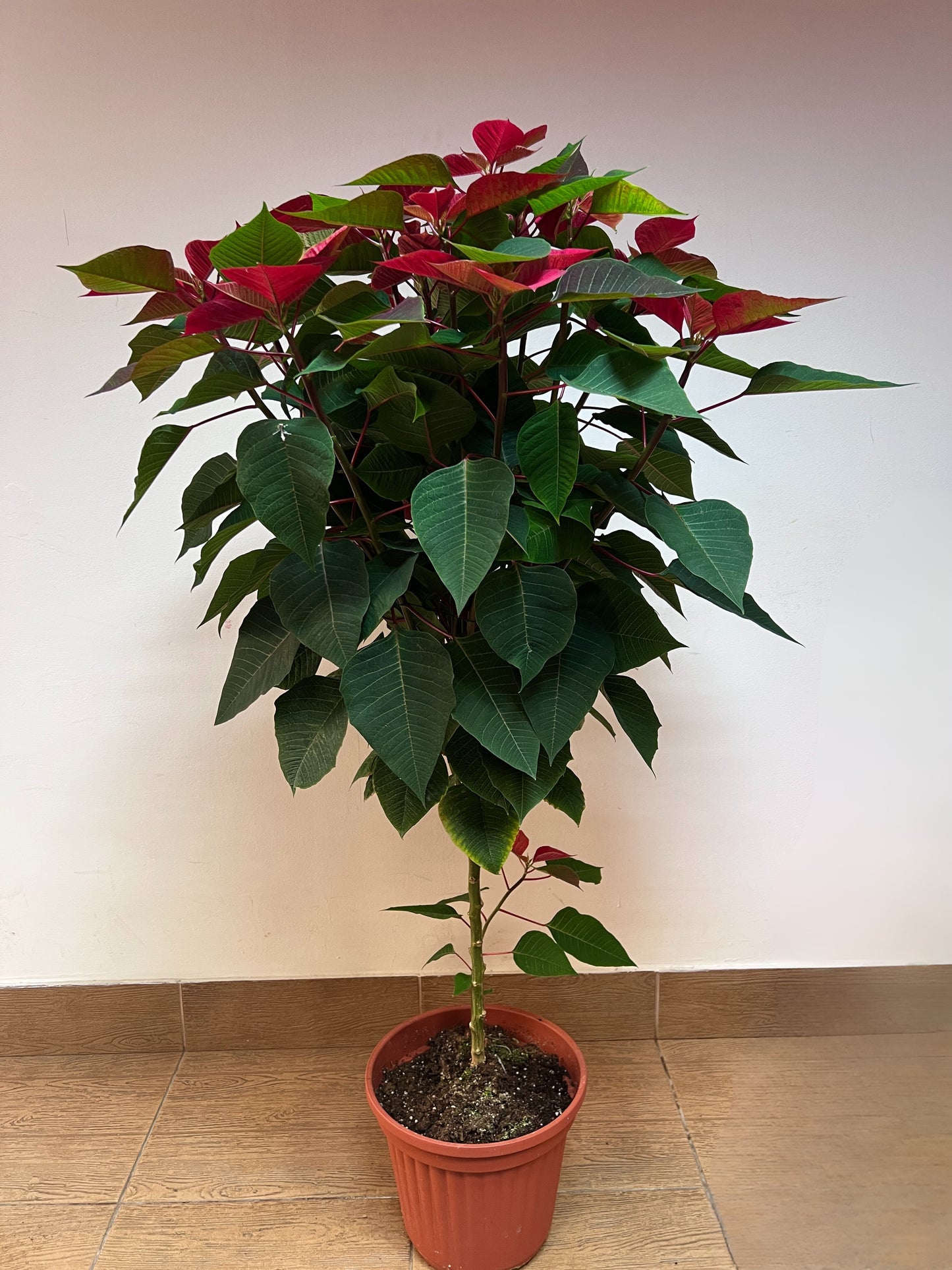 Poinsettia - Stella di Natale ⌀ 30 cm