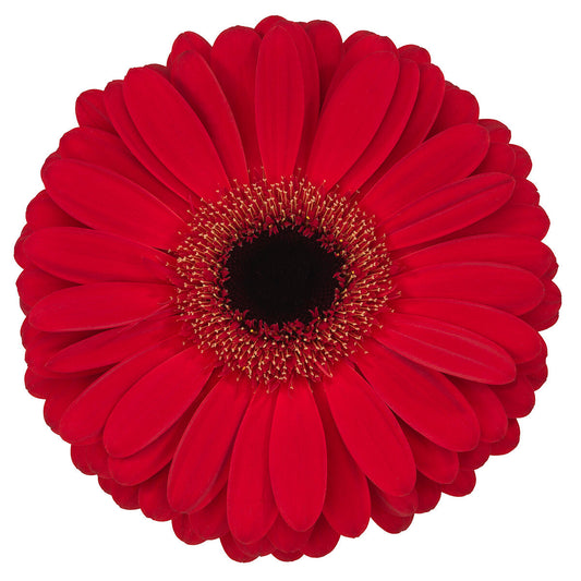 Gerbera