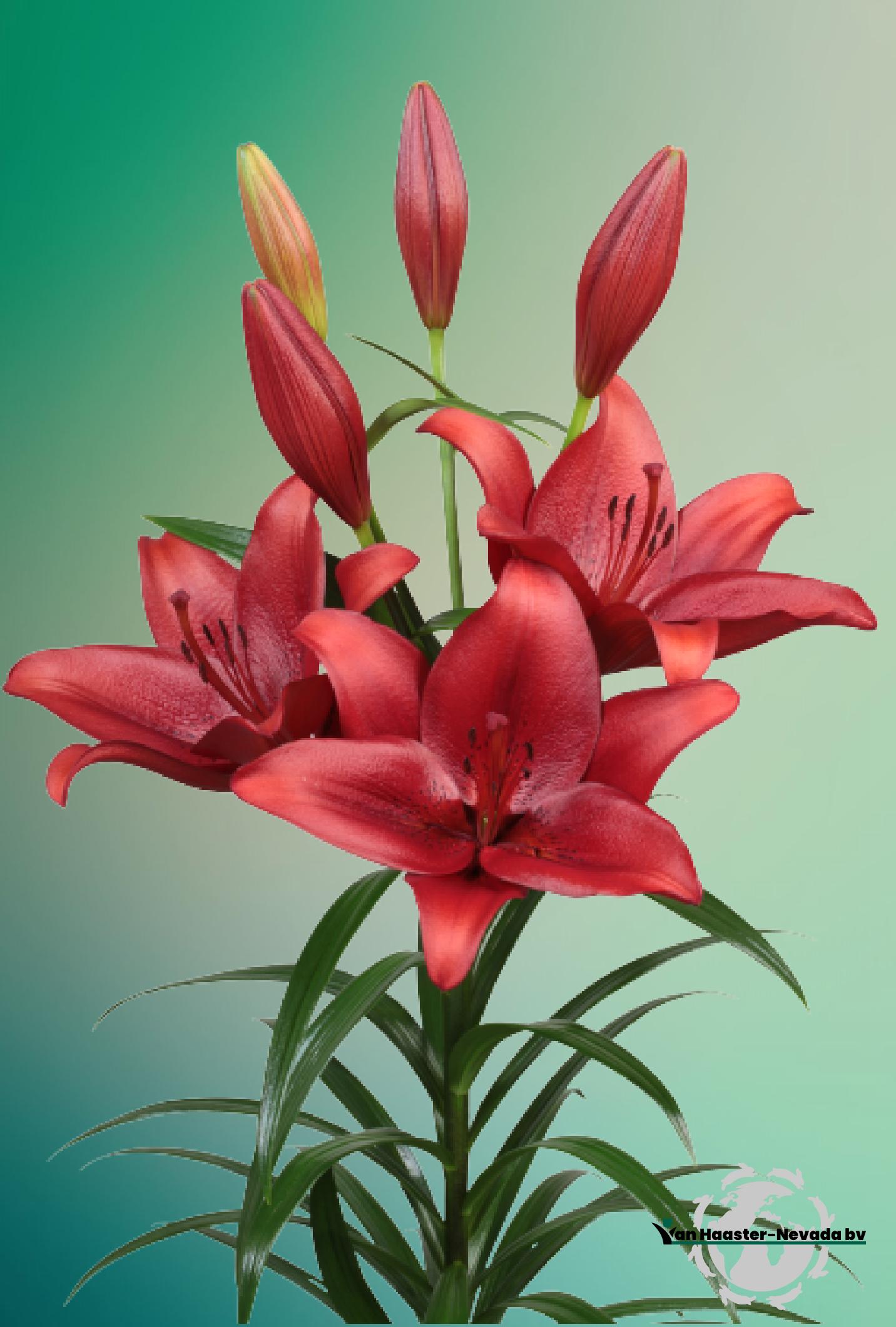 Lilium L.A.