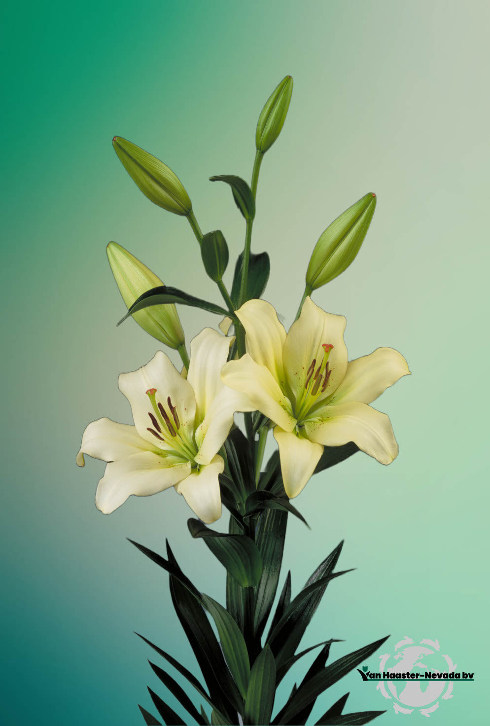 Lilium L.A.