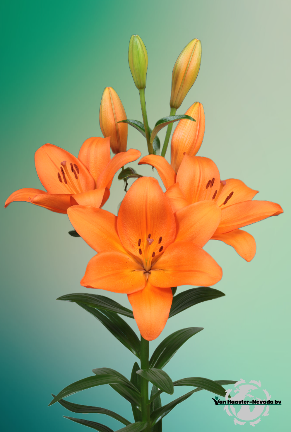 Lilium L.A.