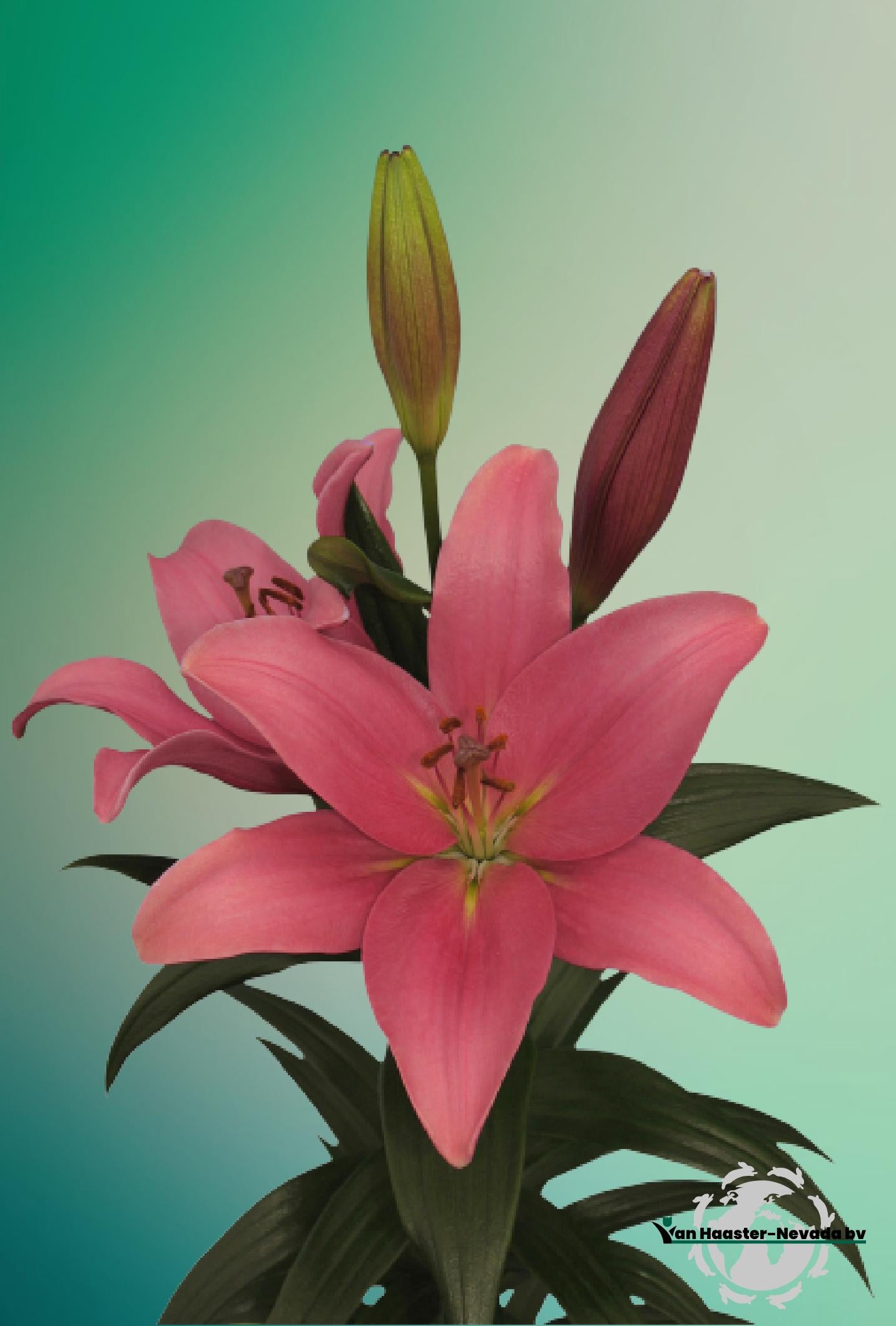 Lilium L.A.