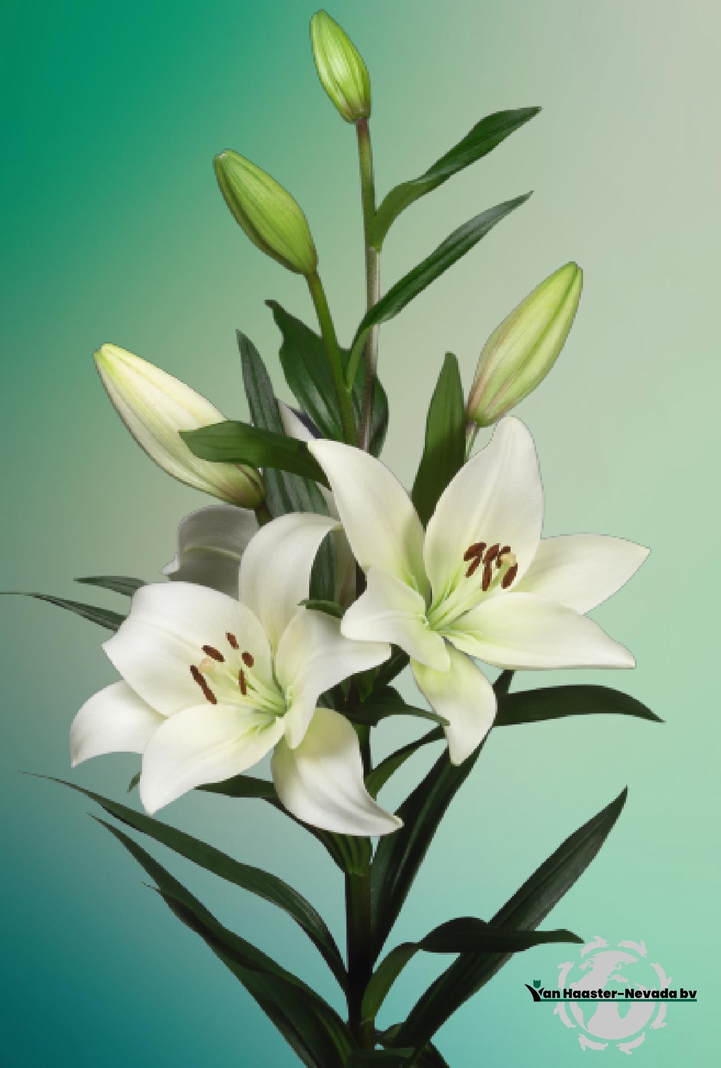 Lilium L.A.