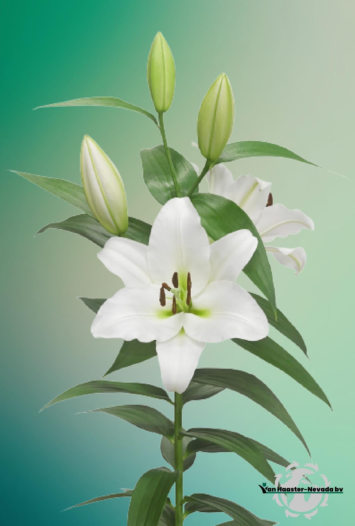 Lilium O.T.